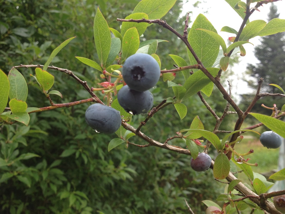 New Harbor, Maine blueberries